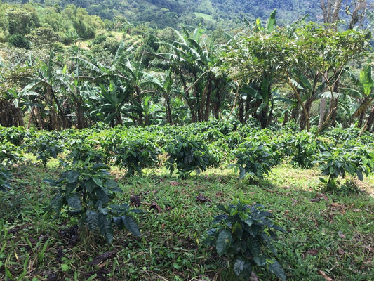 New Nicaragua Coffee Is Here! Is it EVER good.