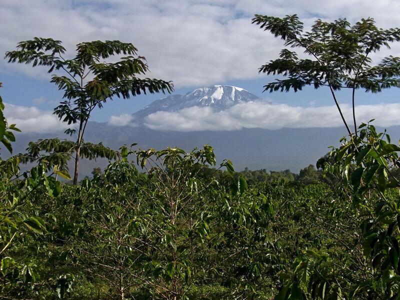 TANZANIA PEABERRY MEDIUM ROAST-Chin Chin Coffee Roasters
