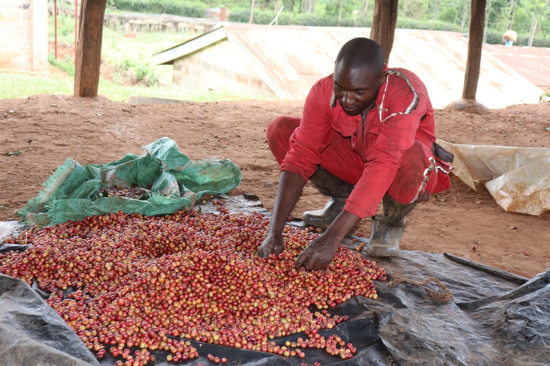 KENYA MICRO LOT MEDIUM ROAST-Chin Chin Coffee Roasters