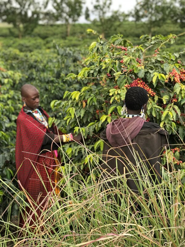TANZANIA PEABERRY MEDIUM ROAST-Chin Chin Coffee Roasters