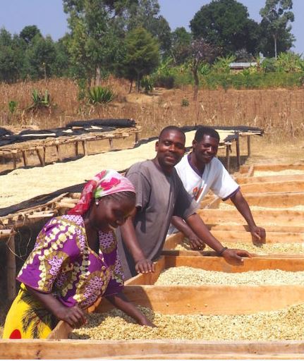 TANZANIA PEABERRY MEDIUM ROAST-Chin Chin Coffee Roasters