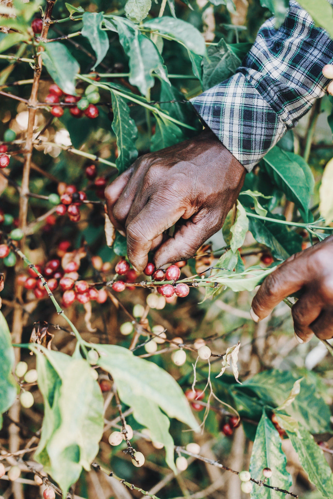 The Price of Green Coffee and The Impacts