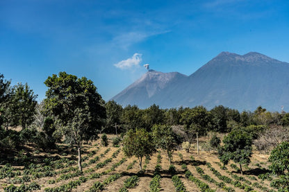 GUATEMALA HUEHUETENANGO MEDIUM DARK-Chin Chin Coffee Roasters