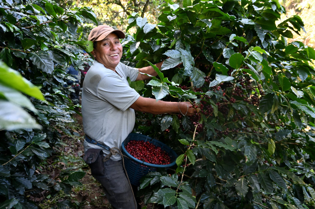 GUATEMALA HUEHUETENANGO MEDIUM DARK-Chin Chin Coffee Roasters