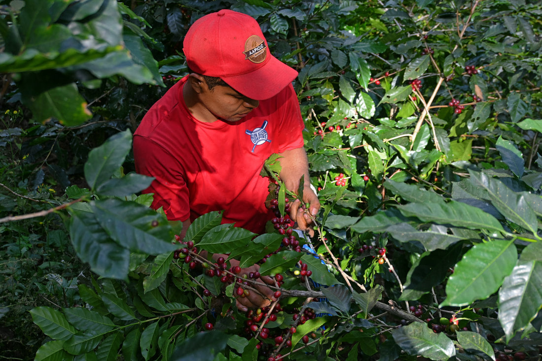 GUATEMALA HUEHUETENANGO MEDIUM DARK-Chin Chin Coffee Roasters