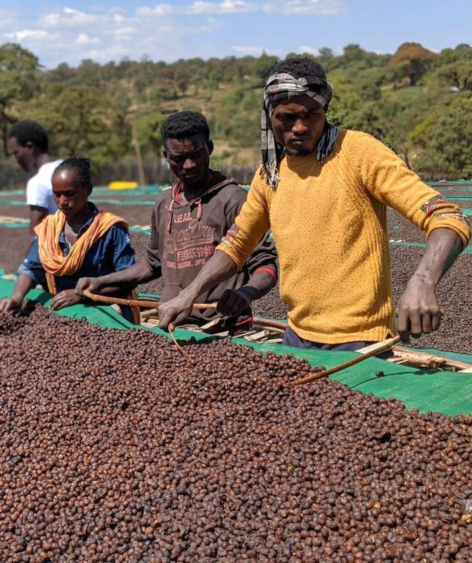 LIMU - ETHIOPIA-Chin Chin Coffee Roasters