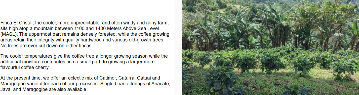 NICARGUA MEDIUM DARK-Chin Chin Coffee Roasters